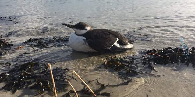 Aangespoelde 'pinguin' in Vlissingen blijkt met olie besmeurde zeekoet