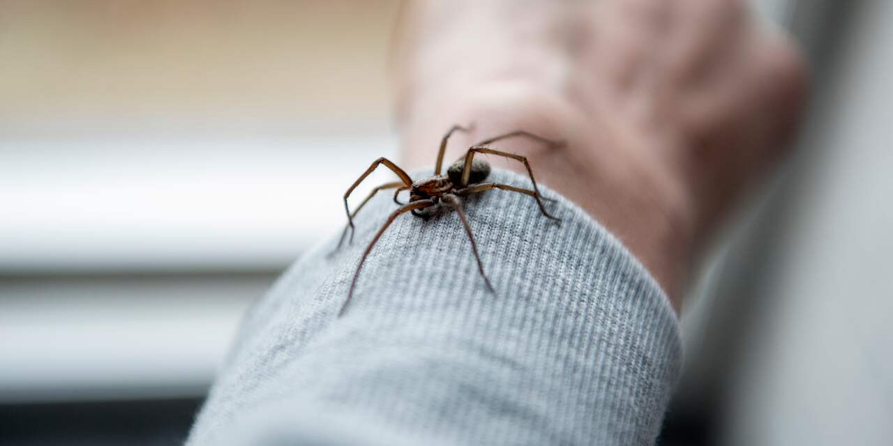 Waarom we spinnen moeten koesteren in plaats van bang voor ze te zijn