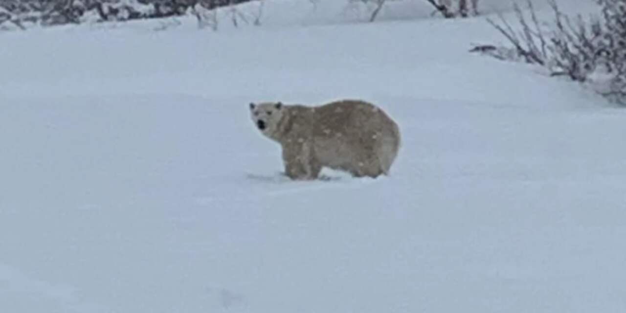 Politie schiet eerste ijsbeer die zich in zuiden van Canada liet zien dood