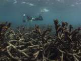 Beschadiging komt onder meer door stijgende watertemperaturen en koraalziekten.