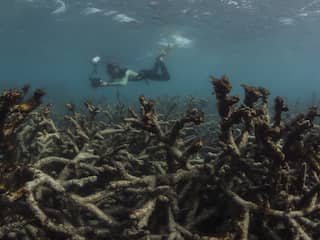 'Groter gedeelte koraalrif Great Barrier Reef verbleekt'
