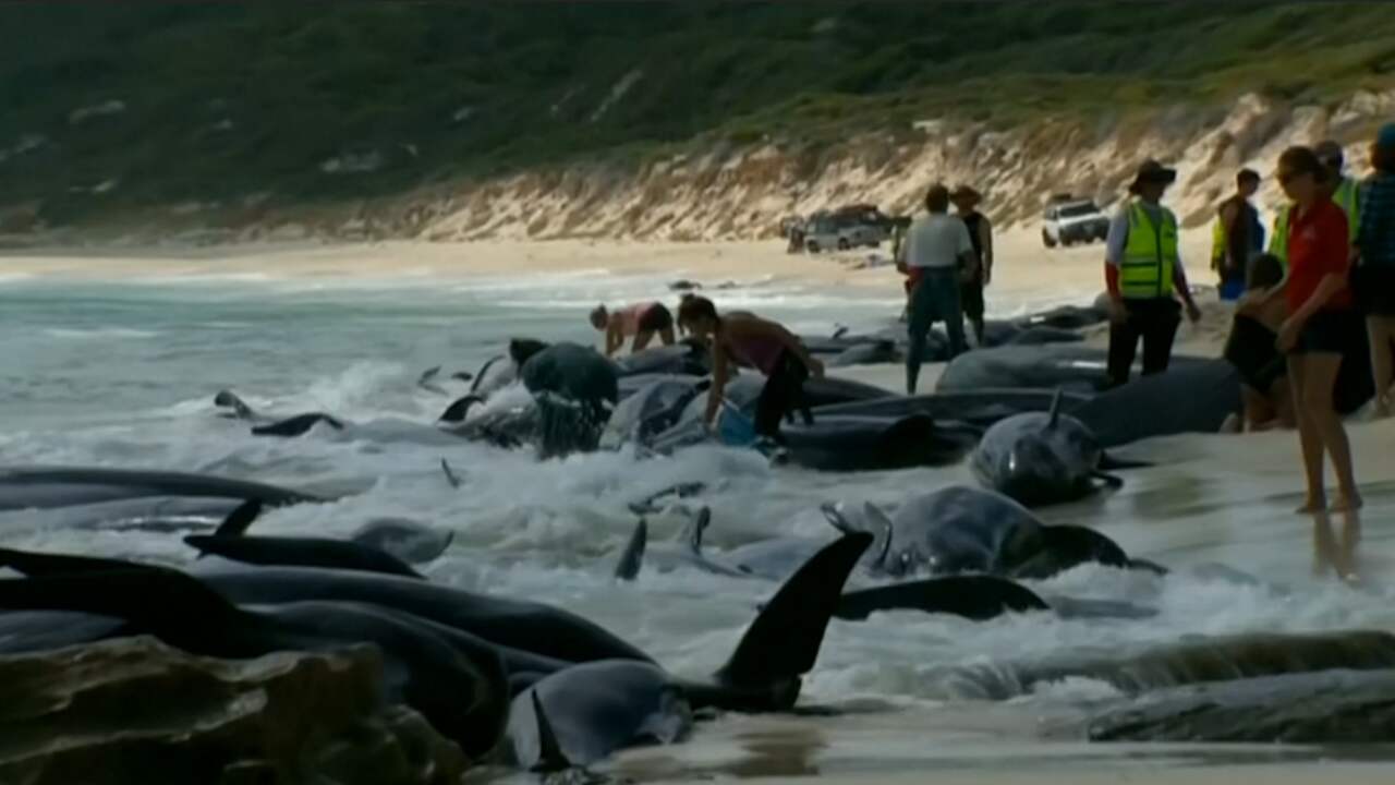 Honderdvijftig grienden aangespoeld op strand in Australië