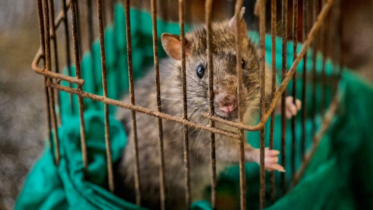 Even rats move rhythmically with Mozart, Queen and Lady Gaga |  Science