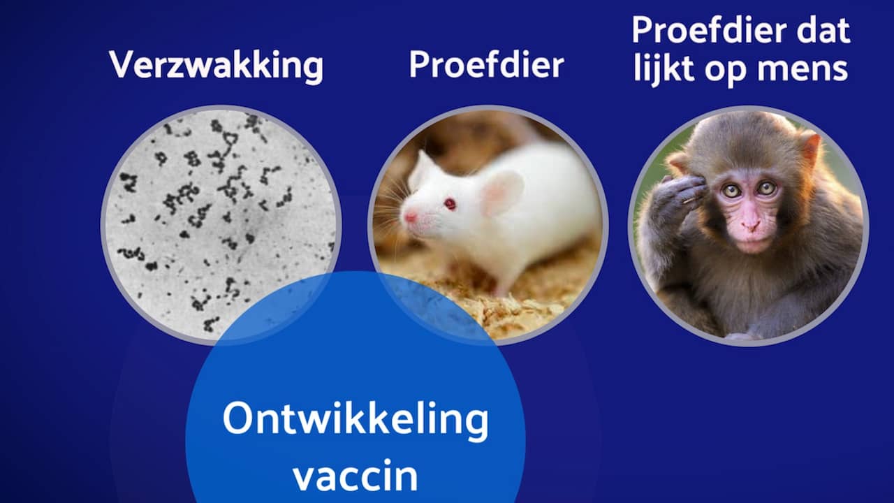 Beeld uit video: Waarom duurt het zo lang om een coronavaccin te maken?