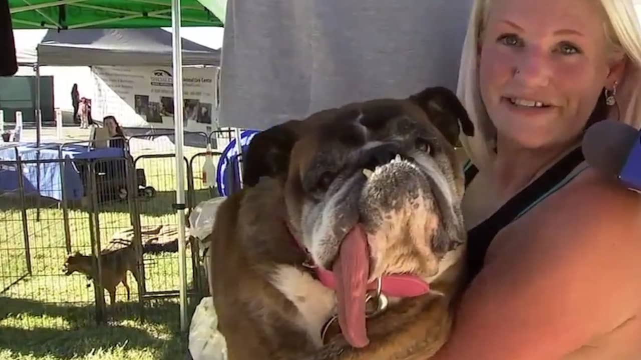 Beeld uit video: Zsa Zsa verkozen tot lelijkste hond ter wereld