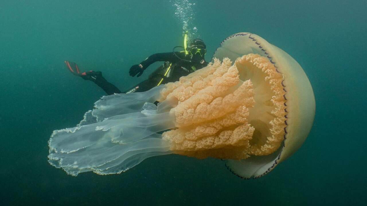 Duiker Filmt Bloemkoolkwal Van 1 5 Meter Voor Britse Kust Nu Het Laatste Nieuws Het Eerst Op Nu Nl