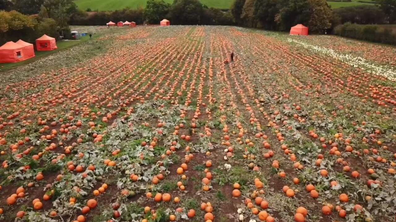 Beeld uit video: Drone filmt in VK tienduizenden pompoenen bestemd voor Halloween