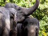 Nederlands oudste olifant Irma was behulpzame oma met 'koninklijk' tintje