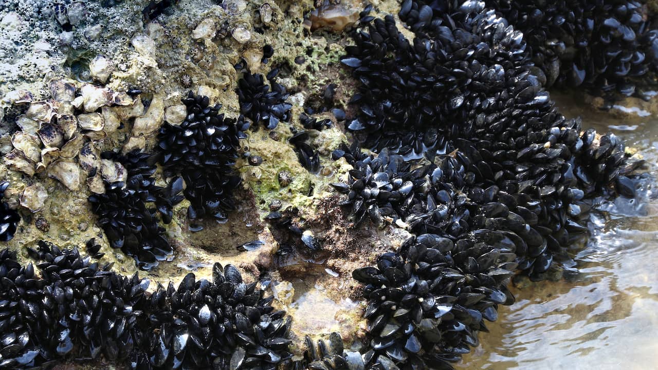 Les moules peuvent absorber les microplastiques et cela garantit des océans plus propres |  Science