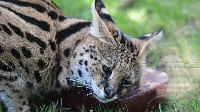 Mogelijk agressieve wilde serval sinds vrijdag vermist uit Haarlem