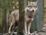 Wolf opgedoken in Drenthe