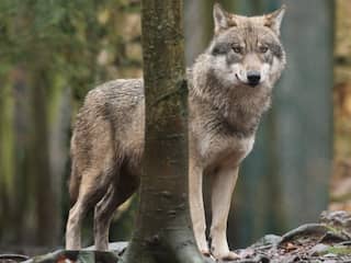 Nederlandse wolf mogelijk doodgereden in België