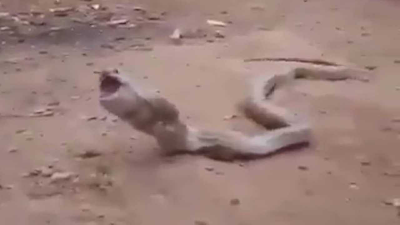 Cobra spuugt plastic drinkflesje in zijn geheel uit in India