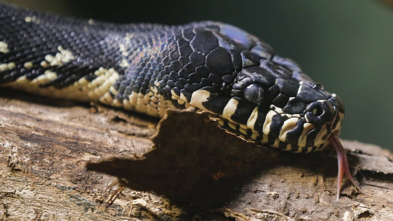 Les scientifiques découvrent que les serpents femelles ont aussi un clitoris |  Animaux