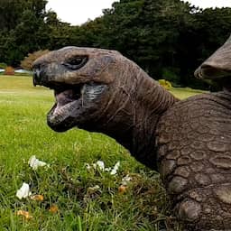 Video | Oudste schildpad ter wereld is 190 jaar geworden en krijgt traktatie