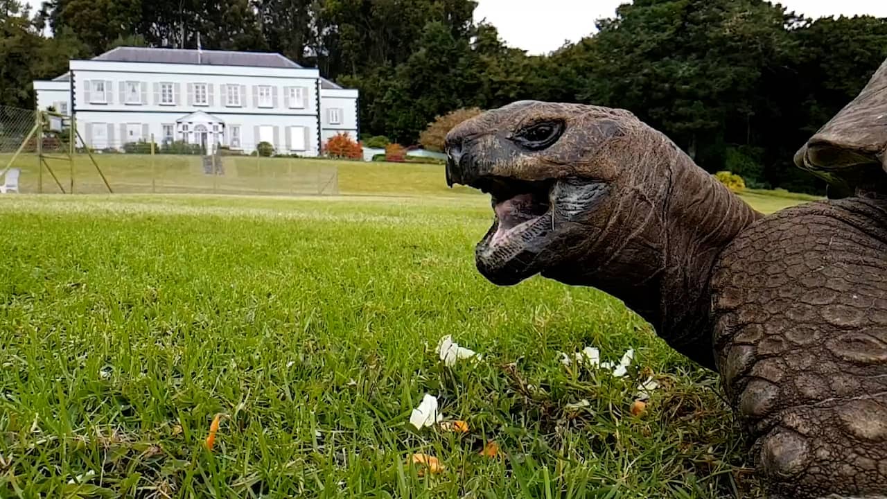 Beeld uit video: Oudste schildpad ter wereld is 190 jaar geworden en krijgt traktatie