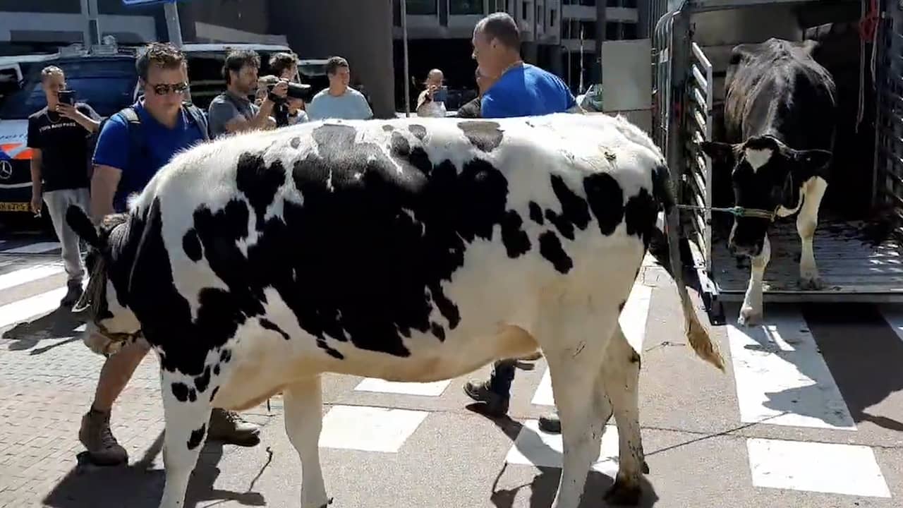 Beeld uit video: Boeren protesteren met koeien bij Tweede Kamer in Den Haag