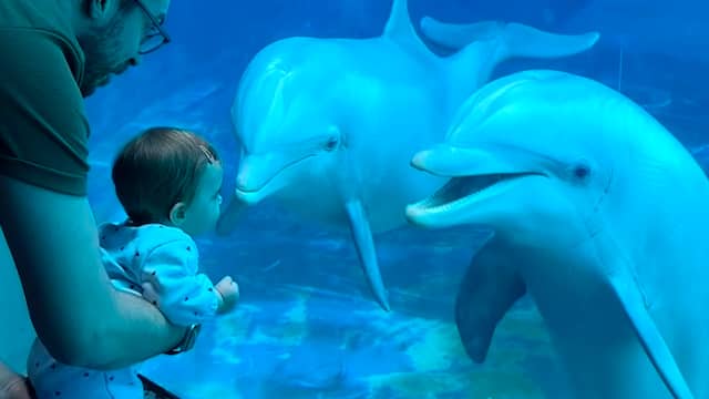Dolfijnen betoveren baby in Italiaans dolfinarium