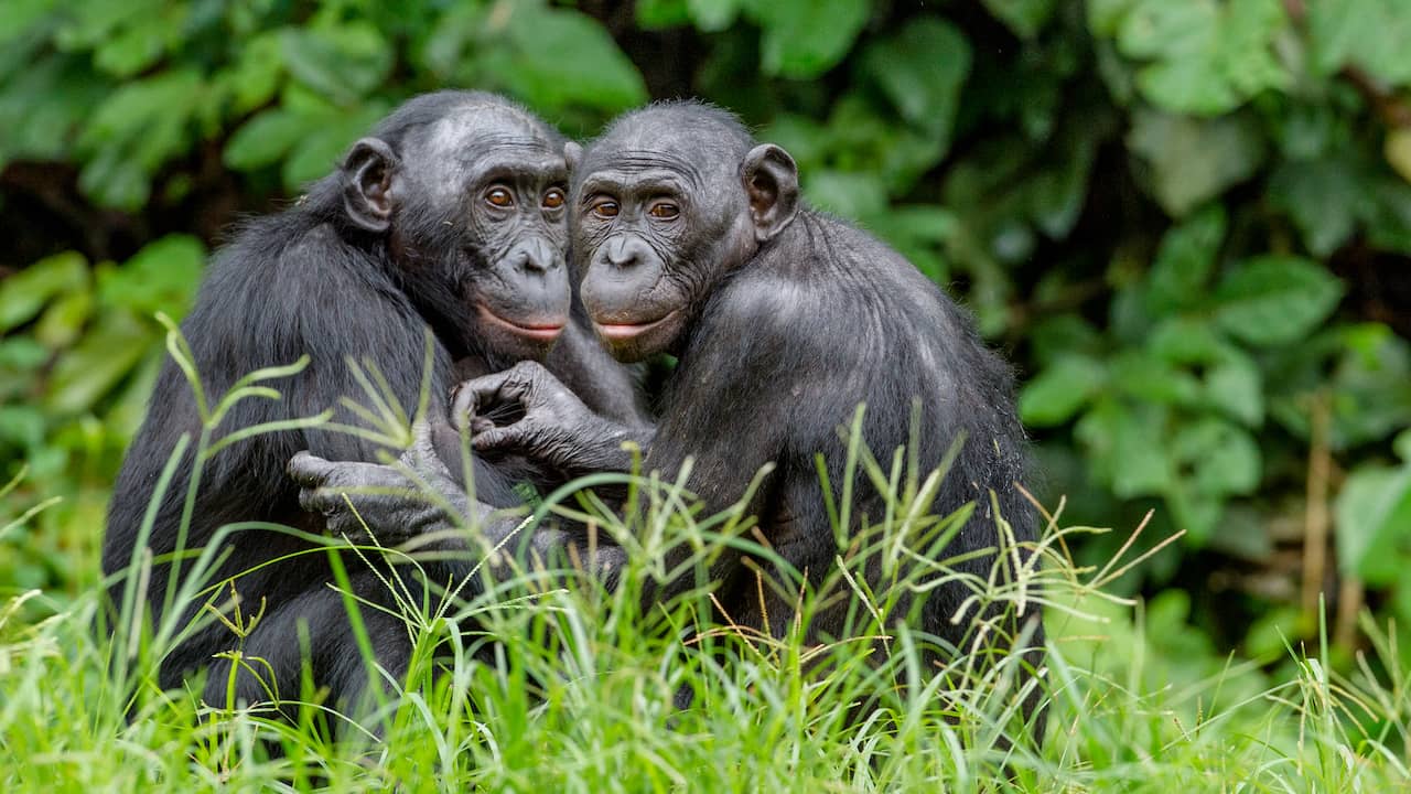 Seksueel contact tussen dieren van zelfde geslacht toegenomen door evolutie  | Dieren | NU.nl