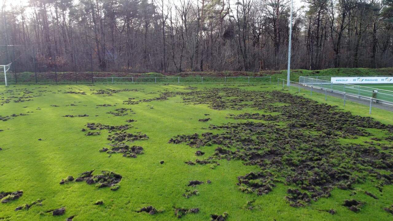 Beeld uit video: Gelders voetbalveld geruïneerd door wroetende wilde zwijnen