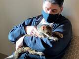 Man in VS na vijftien jaar herenigd met kat die niet meer thuiskwam