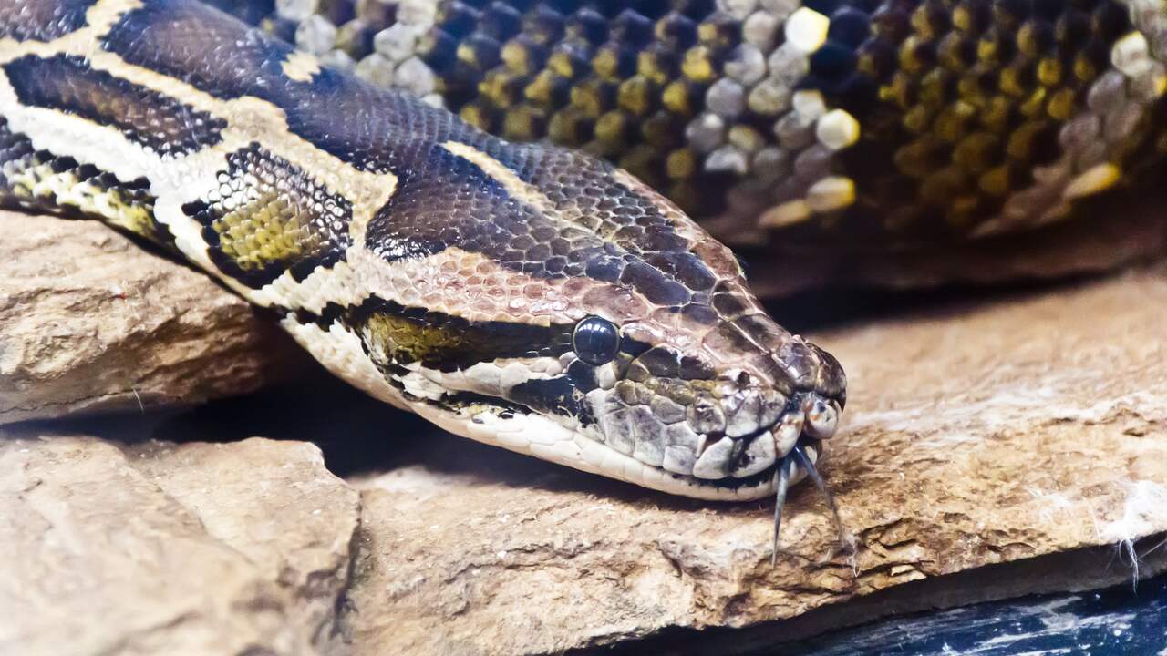 Amerikaan aangeklaagd smokkelen drie grote slangen in zijn broek | Opmerkelijk | NU.nl