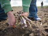 Britse boeren zien tientallen miljoenen aan oogst bederven door personeelstekort
