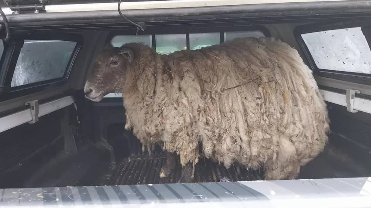 ‘Britain’s loneliest sheep’ rescued after two years near Scottish cliff  outside