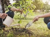 Bomen planten en nog vier opties voor CO2-opslag: geen magische knop
