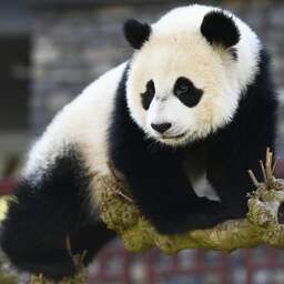 In Nederland geboren panda Fan Xing verhuist naar China