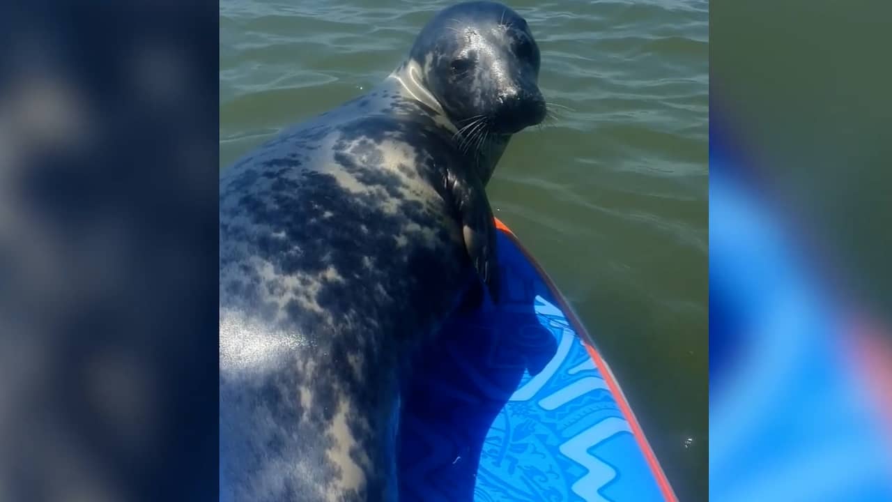 Beeld uit video: Zeehond lift mee met Britse paddleboarder om te zonnen