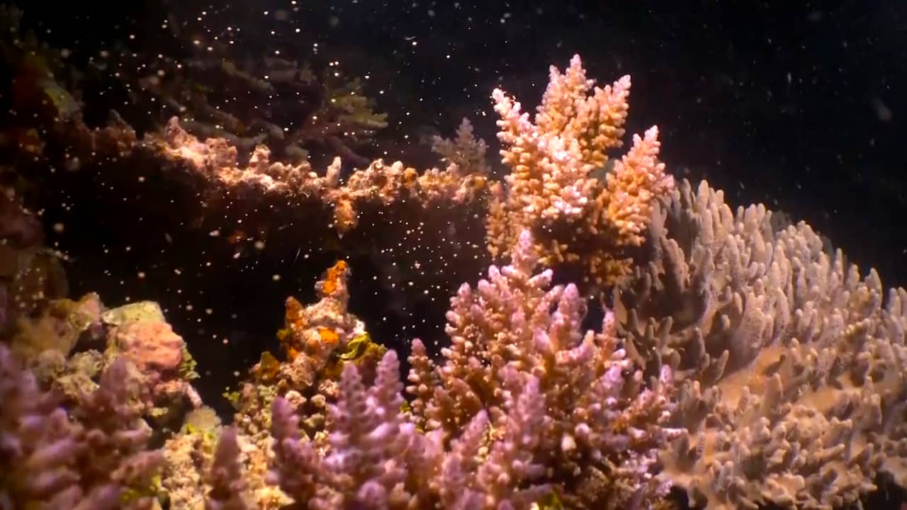 Beeld uit video: Duikers filmen hoe koraal in Great Barrier Reef zich massaal voortplant