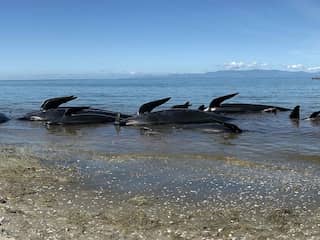 Opnieuw tientallen dolfijnen aangespoeld in Nieuw-Zeeland