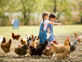 kinderen voeren kippen op boerderij