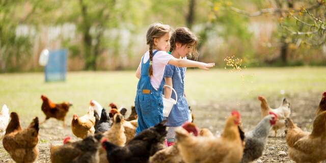 kinderen voeren kippen op boerderij