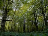 We planten massaal verkeerde bomen en dat bedreigt de Nederlandse natuur