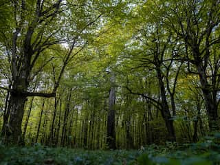 Piantiamo un'ampia massa di alberi nel letto del natuur olandese