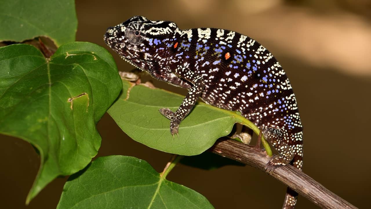 Special chameleon species rediscovered in Madagascar after more than a hundred years |  NOW