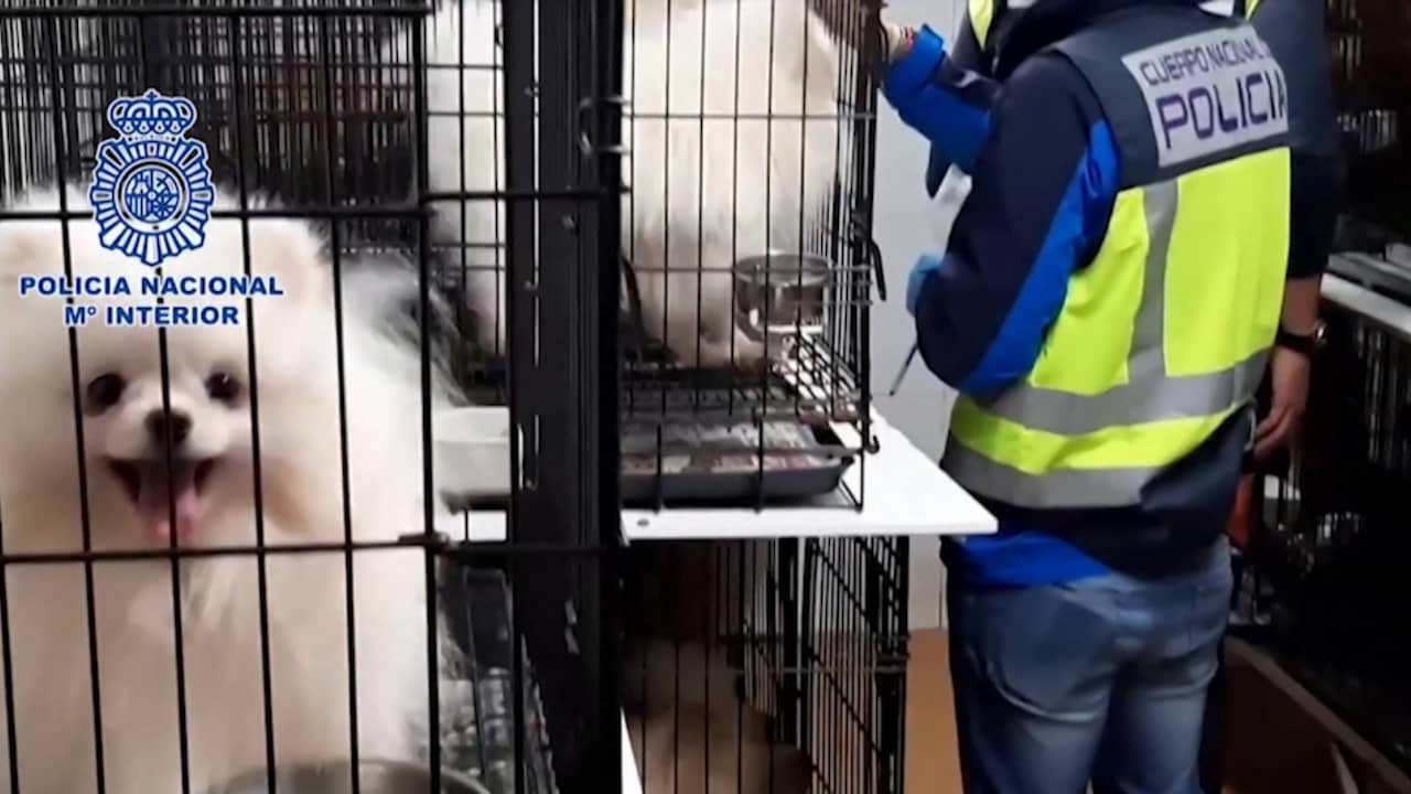 Spaanse politie bevrijdt honderden puppy's uit illegale fokkerij