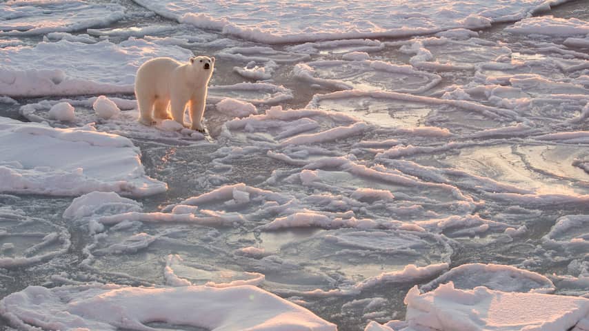 Wetenschappers: Oudste ijslaag Noordpool bijna helemaal verdwenen