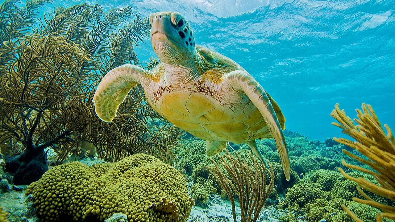 Koraalrif met zeeschildpad bij Bonaire. De riffen gaan er achteruit door onderzeese hittegolven en verzuring van het zeewater door CO2. Daarmee dreigt Bonaire ook een natuurlijke kustverdediging te verliezen.