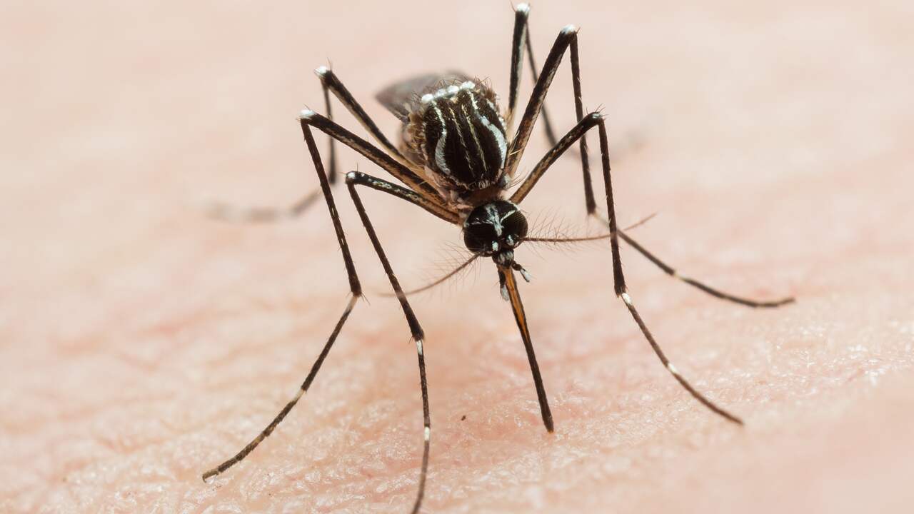 L’Ecuador vuole liberare 100.000 zanzare sterili per combattere le malattie |  al di fuori