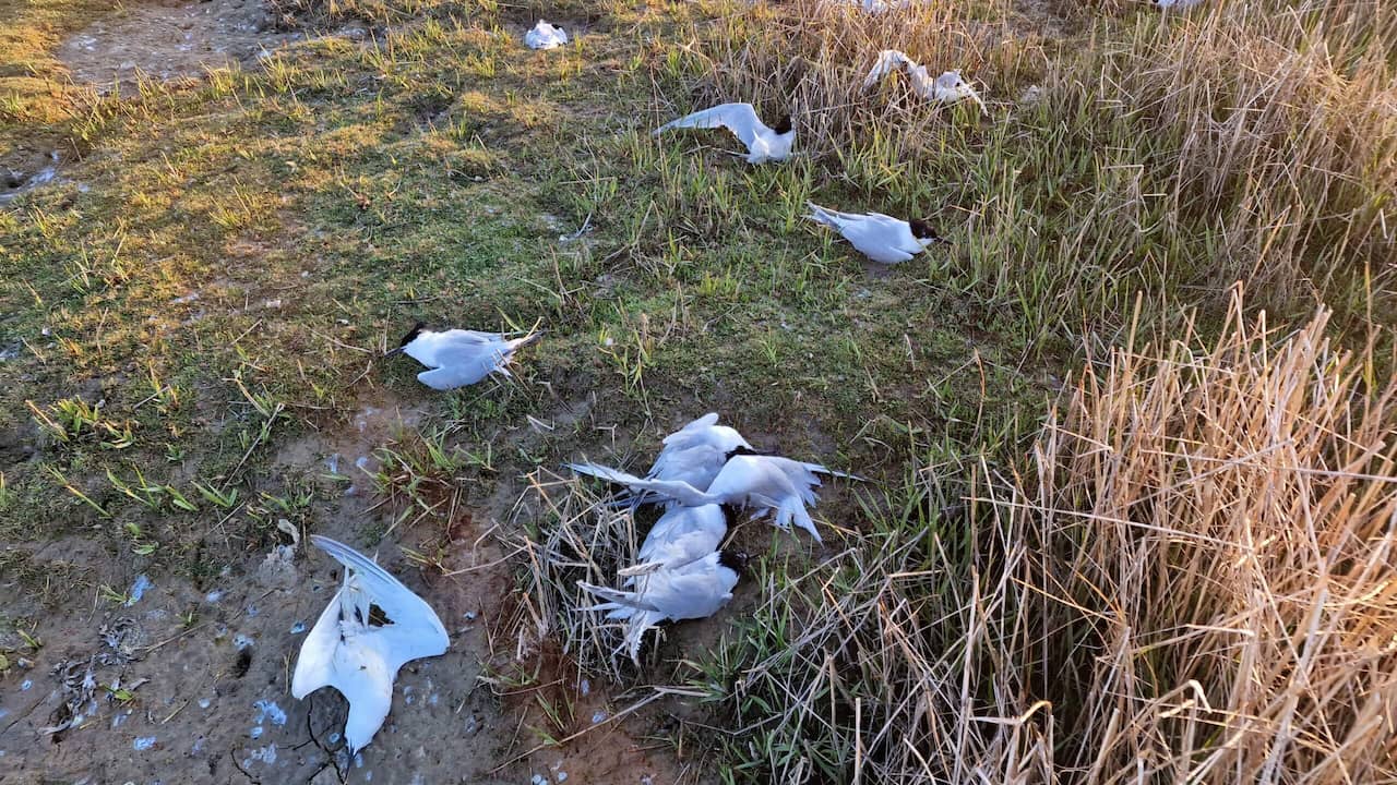 Thousands of sandwich terns died of bird flu on the Dutch coast in June.