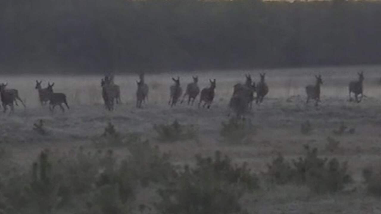 Beeld uit video: Wandelaar filmt hoe herten vluchten voor wolven op de Veluwe