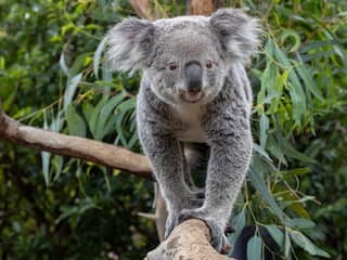 Voor het eerst koala's te zien in Nederlandse dierentuin