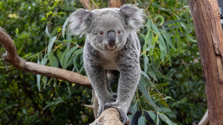 Voor het eerst koala's te zien in Nederlandse dierentuin
