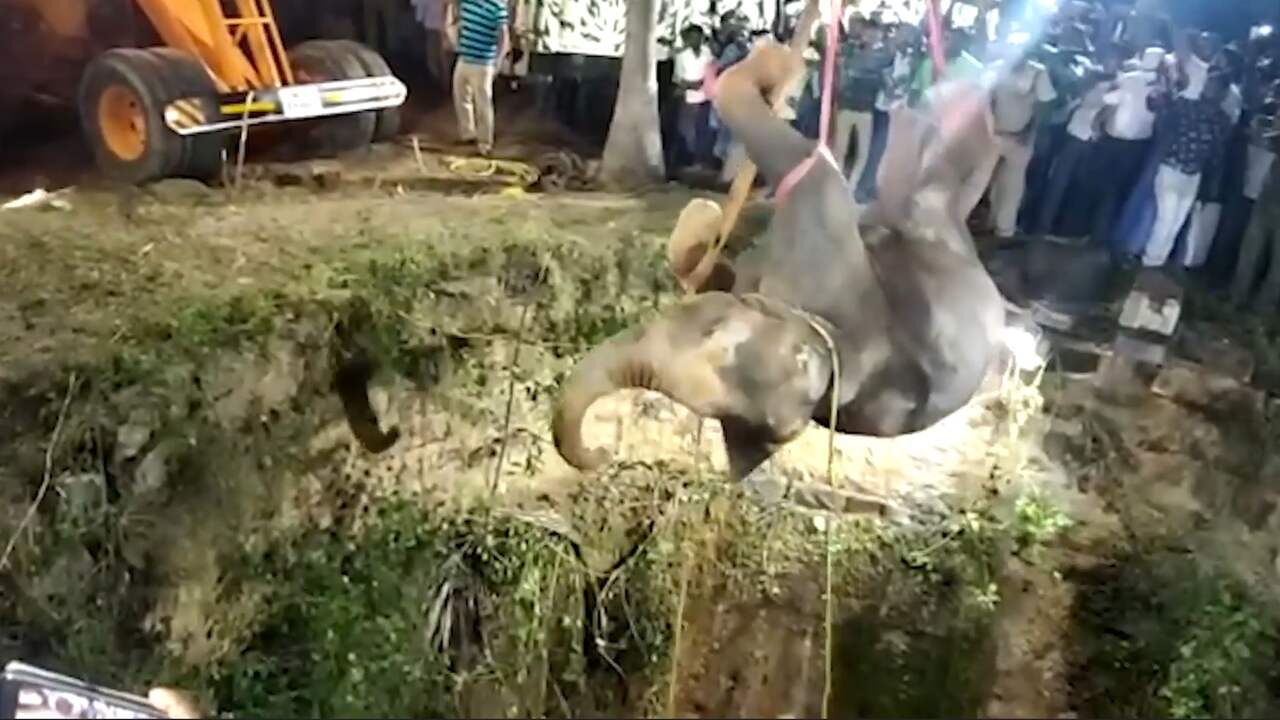 Beeld uit video: Reddingswerkers in India takelen olifant uit diepe put