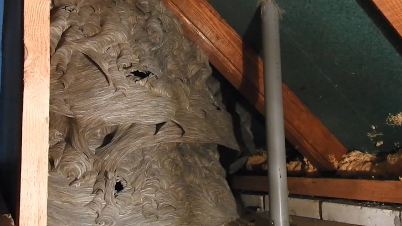 Beeld uit video: Wespennest met 12.000 wespen ontdekt op zolder in Lieshout