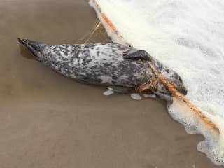 'Schrikbarende toename' van verstrikte zeehonden: 'Nu al meer dan vorig jaar'