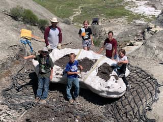 Kinderen in VS vinden botten van dinosaurus, blijkt zeldzame Tyrannosaurus rex
